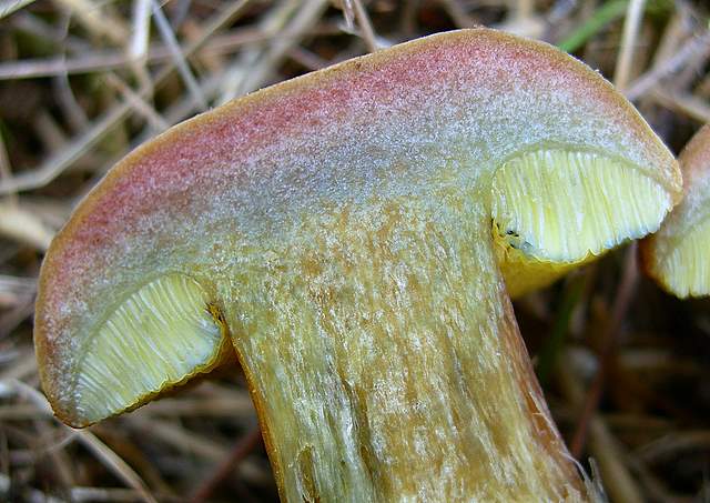 Xerocomus bubalinus   (Oolbekk. & Duin)  Redeuilh